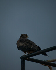 hawk in the sky