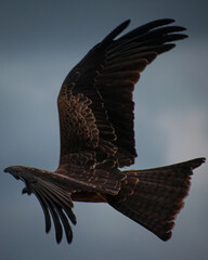 eagle in flight