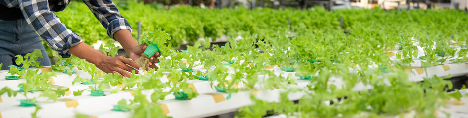 African american women checking quality and growth of salad vegetable in hydroponics greenhouse