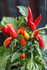 a pot with a hot pepper plant