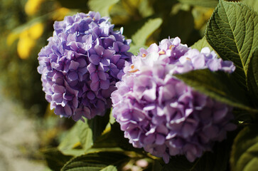 Cute and lovely hydrangea flowers
