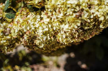 Cute and lovely hydrangea flowers