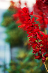 Salvia is a wonderful red flower for decorating flower beds and gazebos