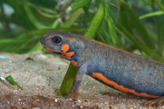 Closeup on a female of the endangered Chuxiong fire-bellied, Cynops cyanurus, in an aquarium