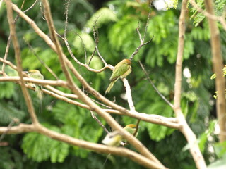 Sun bird and three Asian Green Bee eater Bird