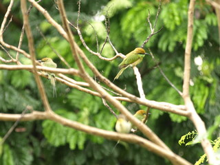 Sun bird and three Asian Green Bee eater Bird