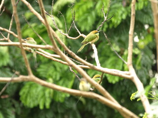 Sun bird and three Asian Green Bee eater Bird