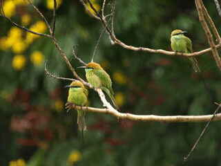 Three Asian Green Bee eater Bird