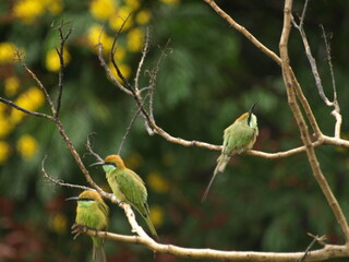 Three Asian Green Bee eater Bird