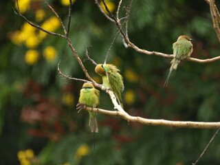 Three Asian Green Bee eater Bird