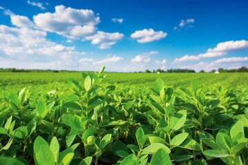 Fototapeta na wymiar Springtime field with ripe soybean crop. Generative AI
