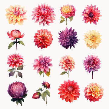 Set of Dahlia Flower Watercolor
