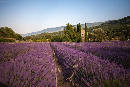 View at a small provencal cabane from a blooming lavender field at golden hour