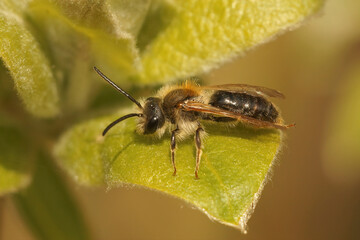 closeup of a male short-fringed mining bee, Andrena dorsata on a Willow twig