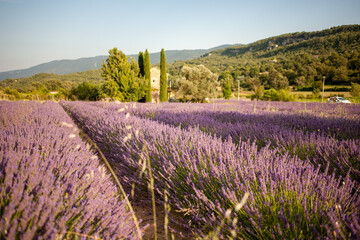 View at a small provencal cabane from a blooming lavender field at golden hour