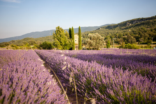 View at a small provencal cabane from a blooming lavender field at golden hour