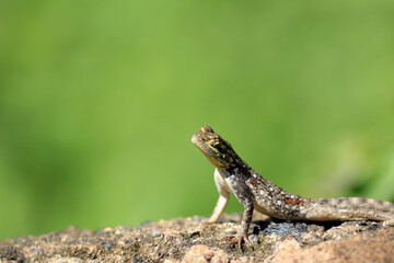 close up of a lizard