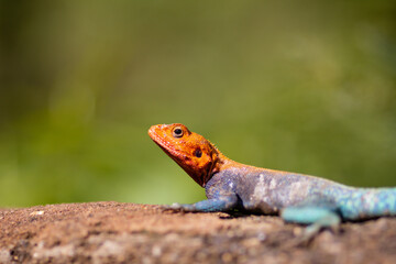 bearded dragon lizard