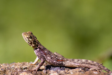 lizard on a rock