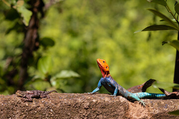 lizard on the ground Rainbow lizard is a common name for the common agama (Agama agama). This...