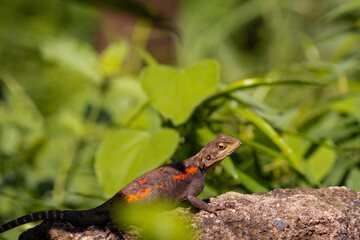 butterfly on the grass