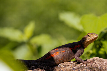 lizard on a rock Rainbow lizard is a common name for the common agama (Agama agama). This lizard goes by a few different common names, like the rainbow agama and the red-headed rock agama. 
