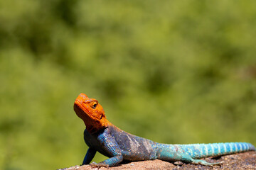 green lizard on a rock Rainbow lizard is a common name for the common agama (Agama agama). This lizard goes by a few different common names, like the rainbow agama and the red-headed rock agama. 