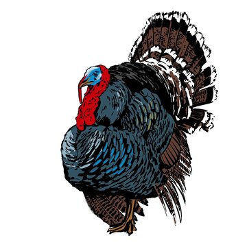 turkey simple colour sketch on white background. isolated m realistic illustration for tattoo , logo or print 