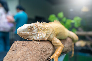 iguana on a branch