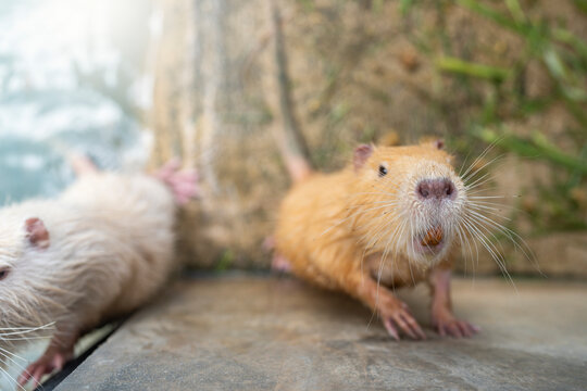 Bever at zoo.