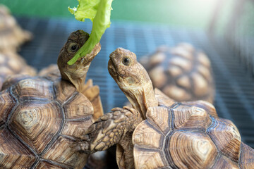 India Star tortoise eating lettuce leaves in cage.