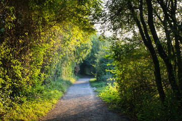 un chemin bordé d arbre  éclairée par le soleil un matin d été
