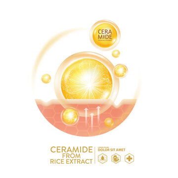 ceramide from rice extract serum Skin Care Cosmetic