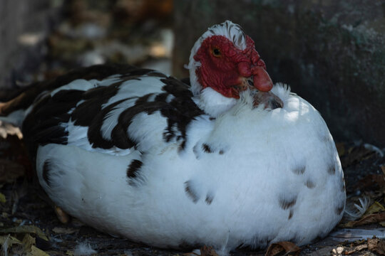 The Domestic Muscovy duck, scientifically known as Cairina moschata domestica, is a remarkable and distinctive breed of domesticated waterfowl. Muscovy ducks are notably quieter 