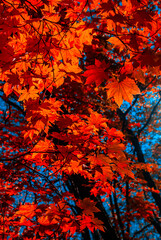 Selective focus. Autumn leaves. Beautiful autumn background. October