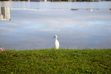 Fototapeta premium Bird in the guitar lagoon tourist spot in the city of Torres in Rio Grande do Sul Brazil