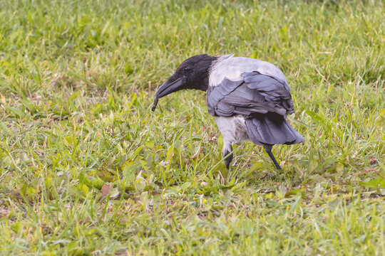 A gray crow holds a black beetle in its beak