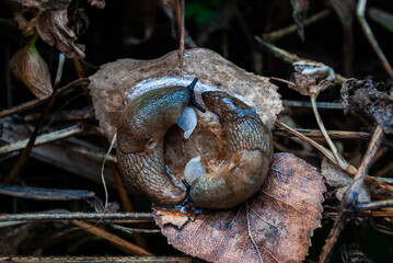 Slugs. Snails. Reproduction of slugs.