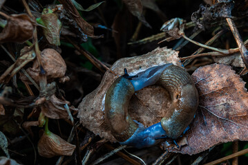 snake in the grass
