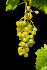 a green grapevine with juicy grapes and vine leaves against a dark black background