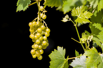 a green grapevine with juicy grapes and vine leaves against a dark black background © mschauer