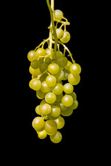 a green vine with juicy grapes isolated against a dark black background