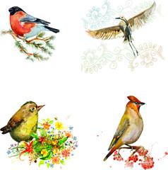 watercolor collection of cute birds. vector illustration of a bu - 646028965