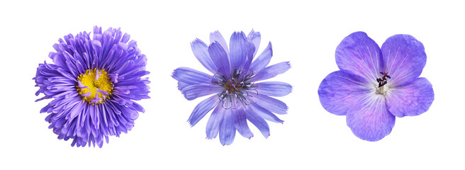Set of different purple flowers (aster; geranium; chicor) isolated on white or transparent background. Top view.
