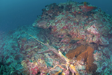 Fototapeta na wymiar A sinked tree trunk underwater next to coral reef
