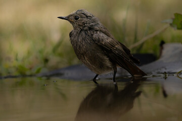 Bird