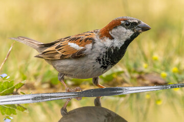 Bird
