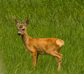 deer in the grass