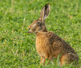 rabbit in the grass
