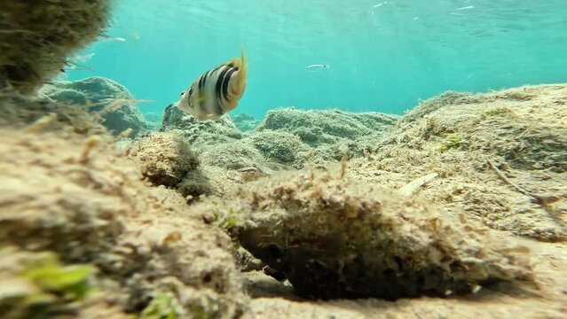 Fish swims between rocks in the sea